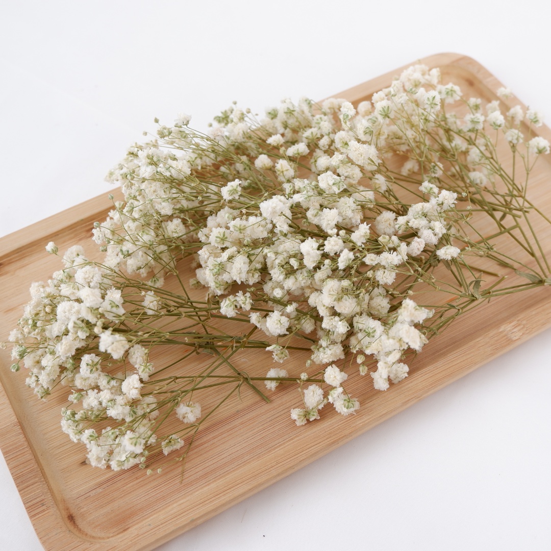 Baby Breath Dried - Flores secas brancas mini babys secos
