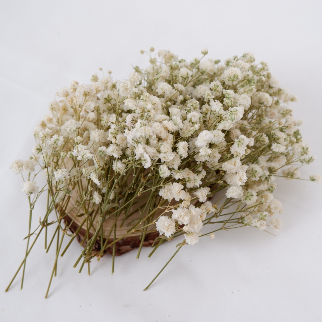 Flores secas brancas mini baby - Baby Breath Dried avaliação e preço