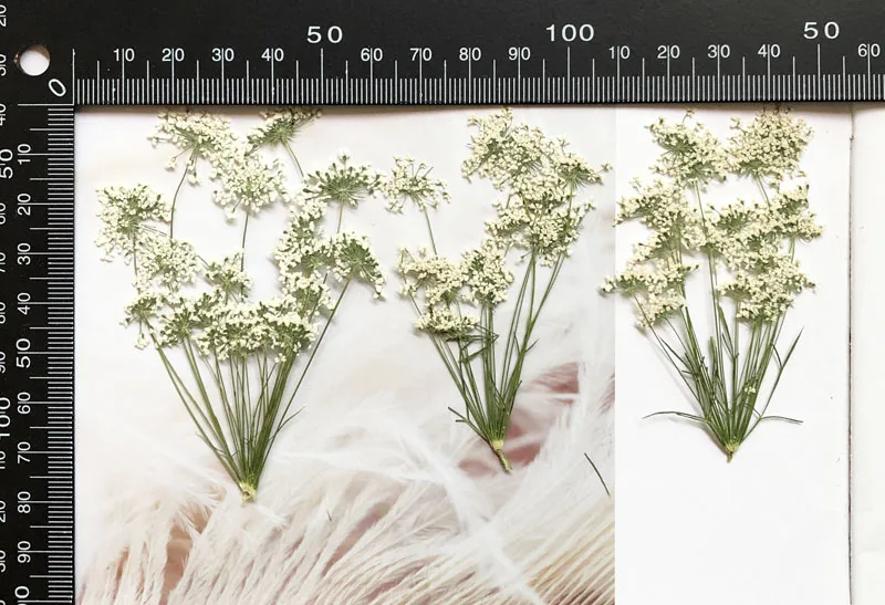 5-7cm/12 peças, flores minúscu - Baby Breath Dried avaliação e preço